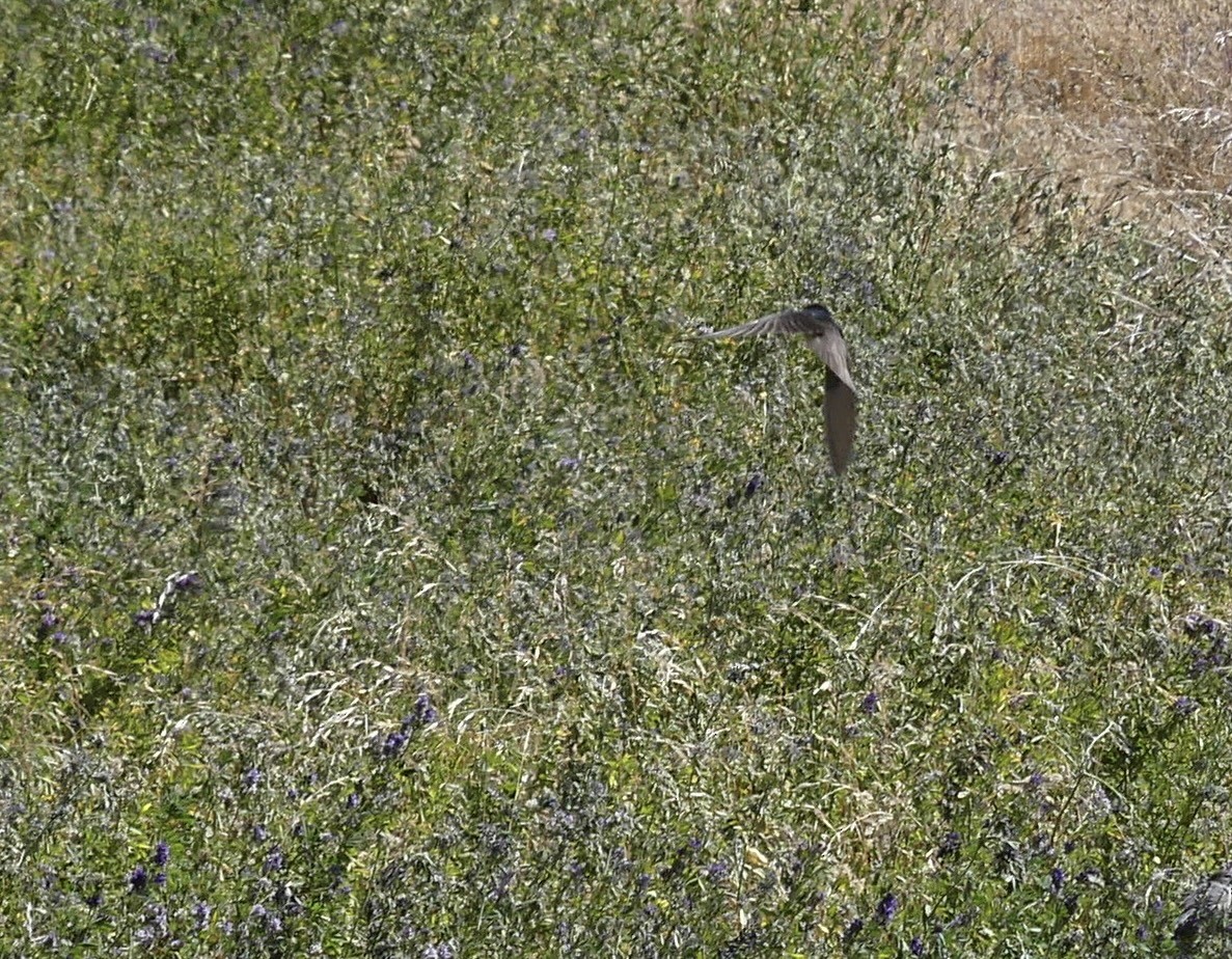 Golondrina Andina - ML620122041