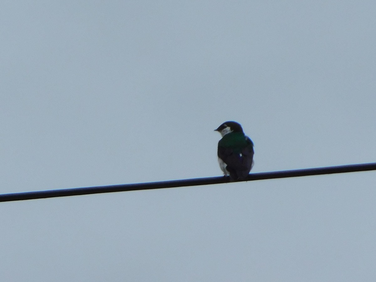 Violet-green Swallow - ML620122056