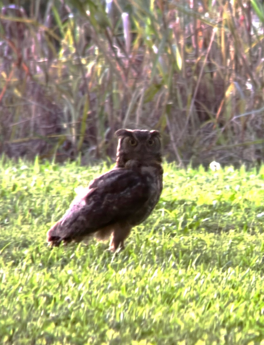 Great Horned Owl - ML620122078