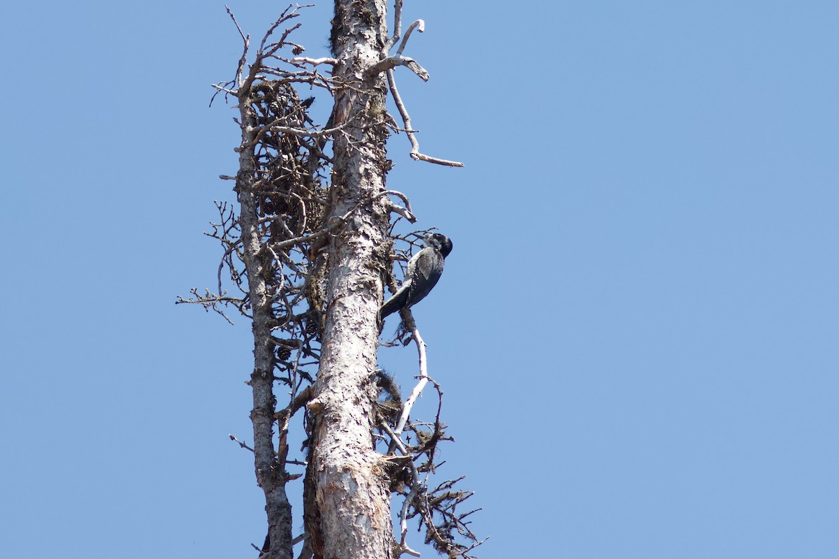 Black-backed Woodpecker - ML620122079