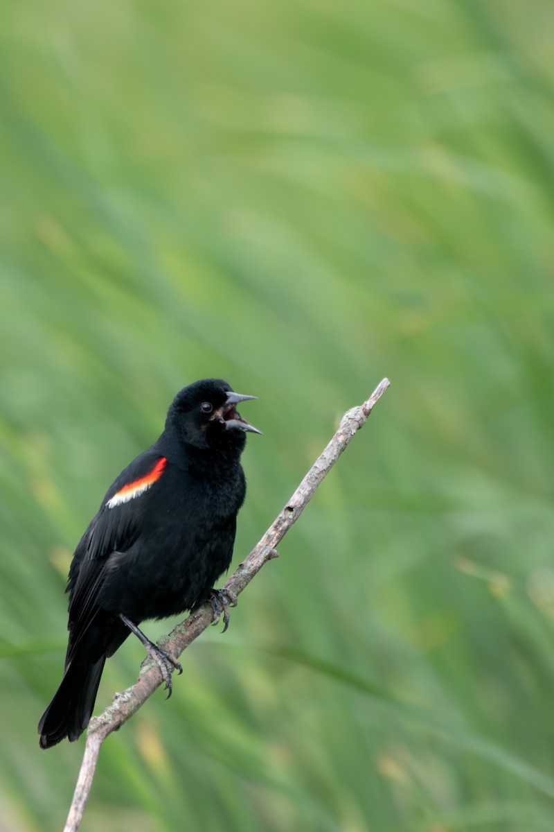 Red-winged Blackbird - ML620122080