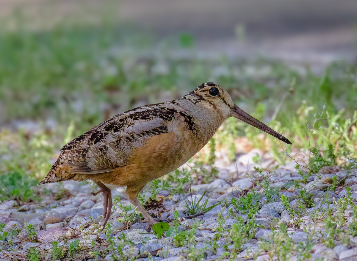 American Woodcock - ML620122083
