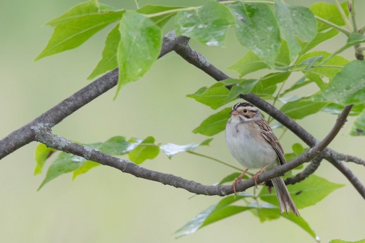 Clay-colored Sparrow - ML620122090