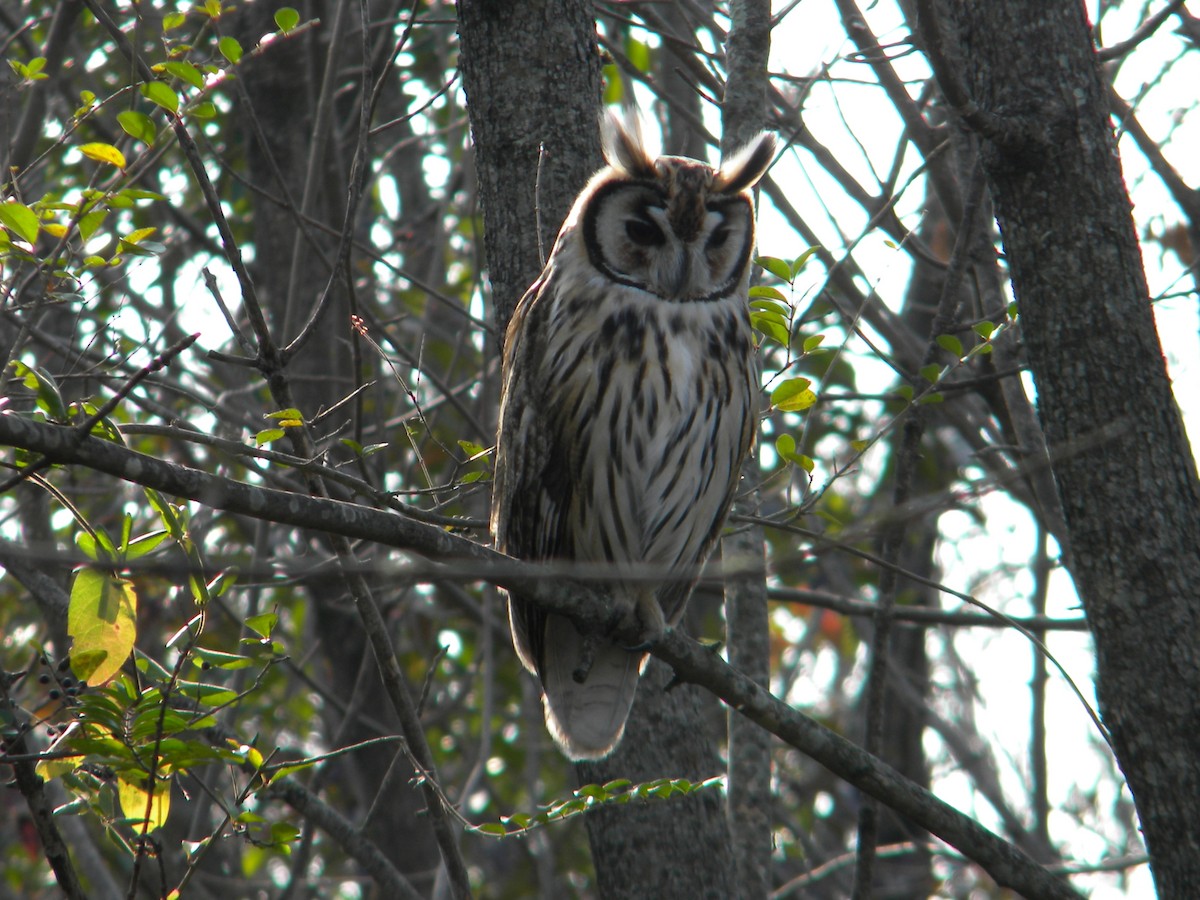 Striped Owl - ML620122098