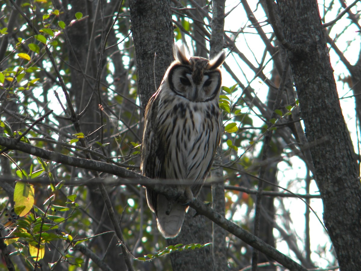 Striped Owl - ML620122099