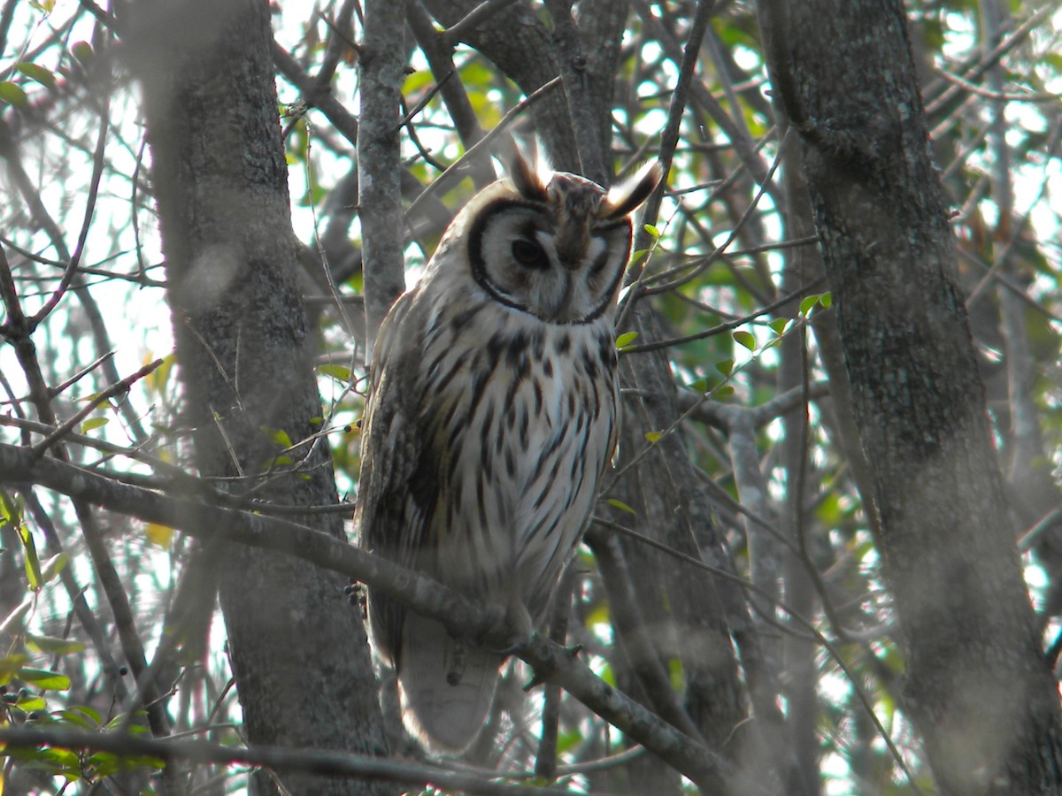 Striped Owl - ML620122100