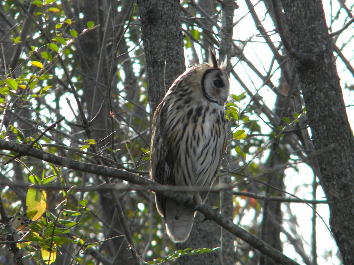 Striped Owl - ML620122102