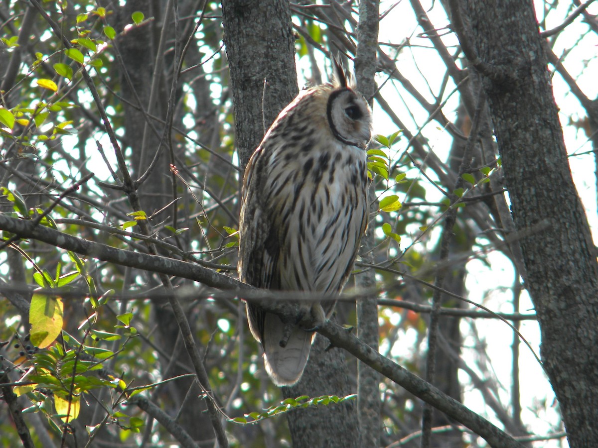 Striped Owl - ML620122103