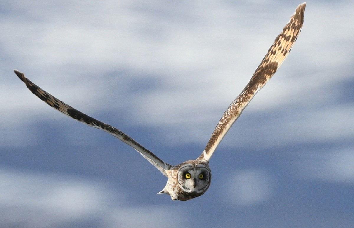 Short-eared Owl - ML620122108