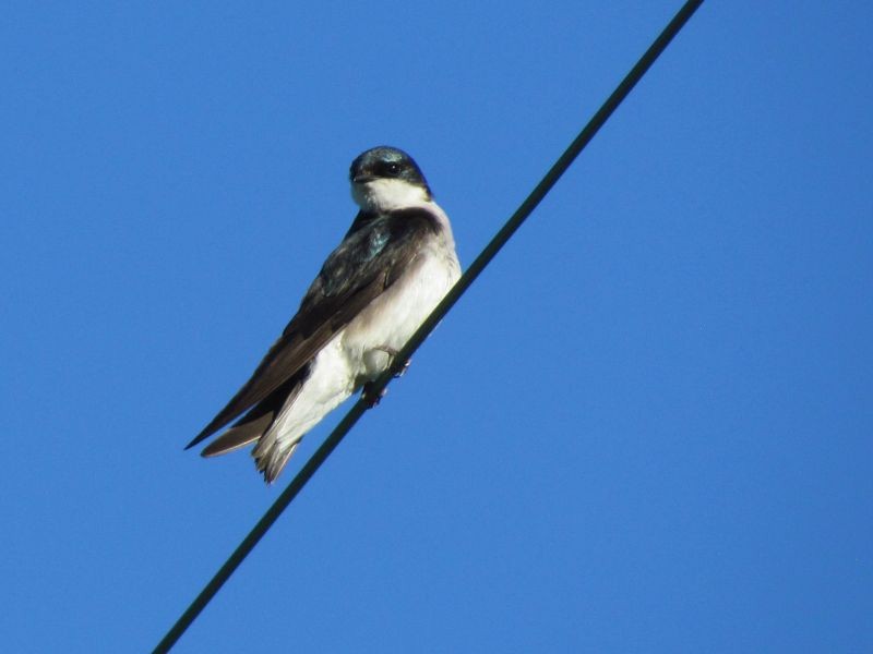 Golondrina Bicolor - ML62012211