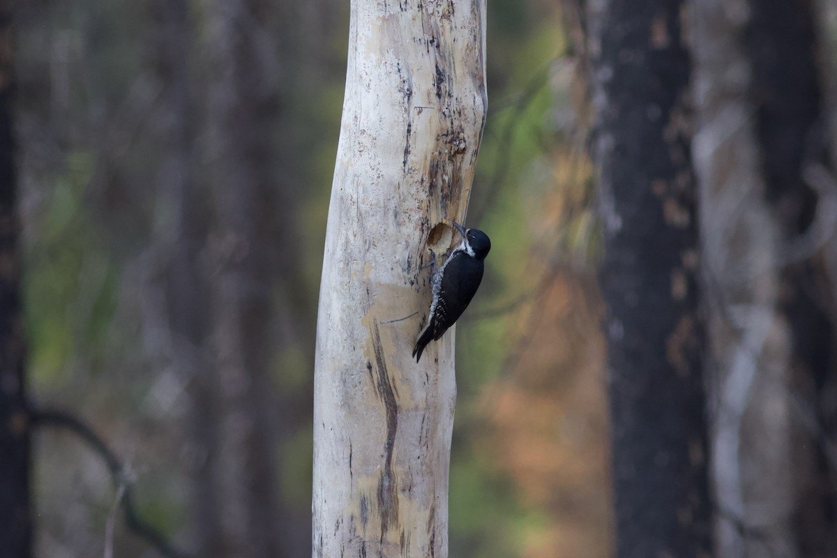 Black-backed Woodpecker - ML620122131