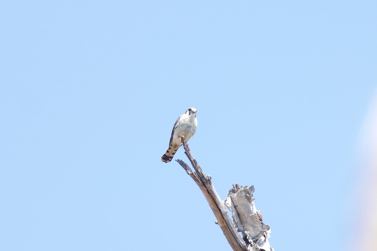 American Kestrel - ML620122134