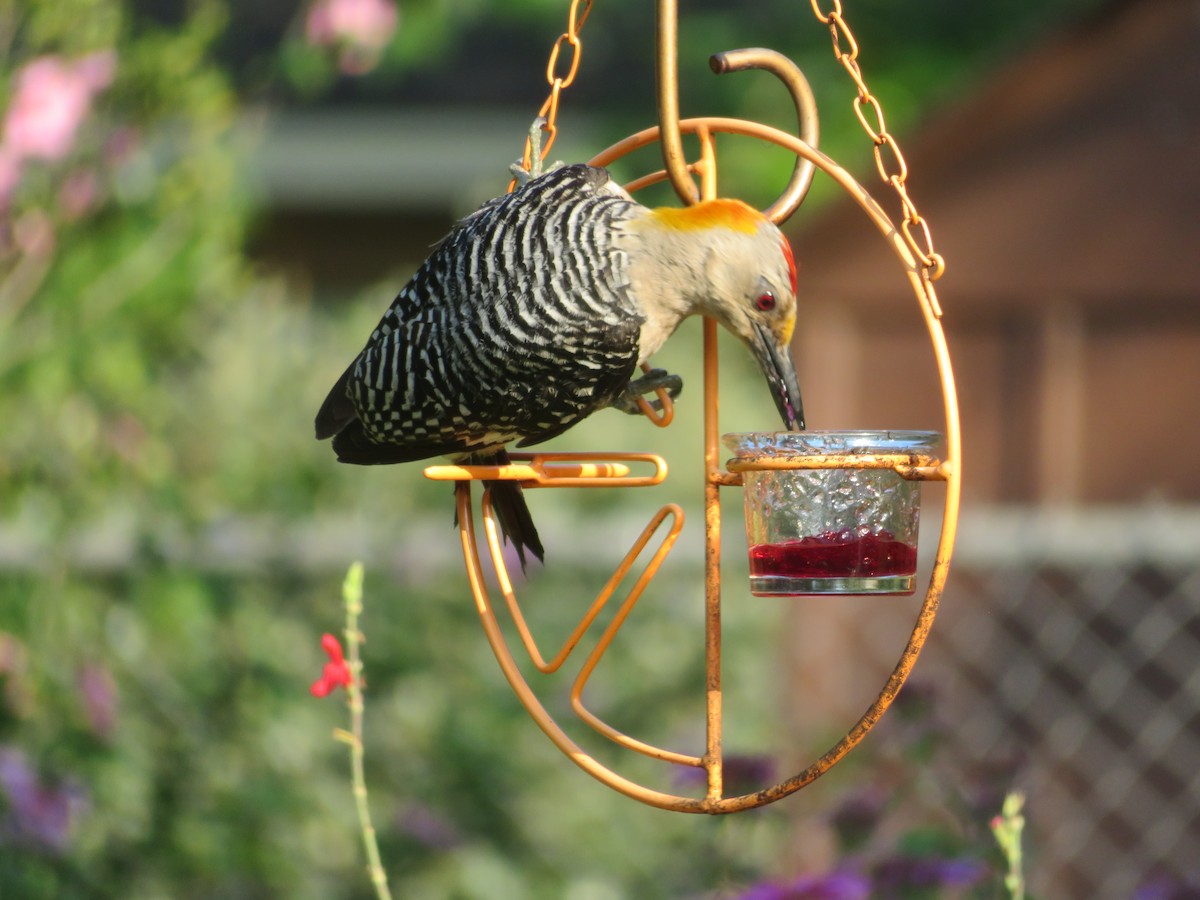 Golden-fronted Woodpecker - ML620122147