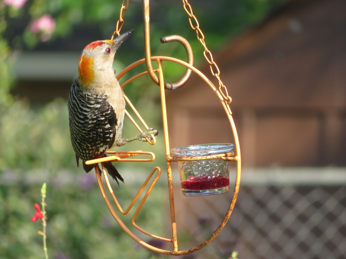 Golden-fronted Woodpecker - ML620122148