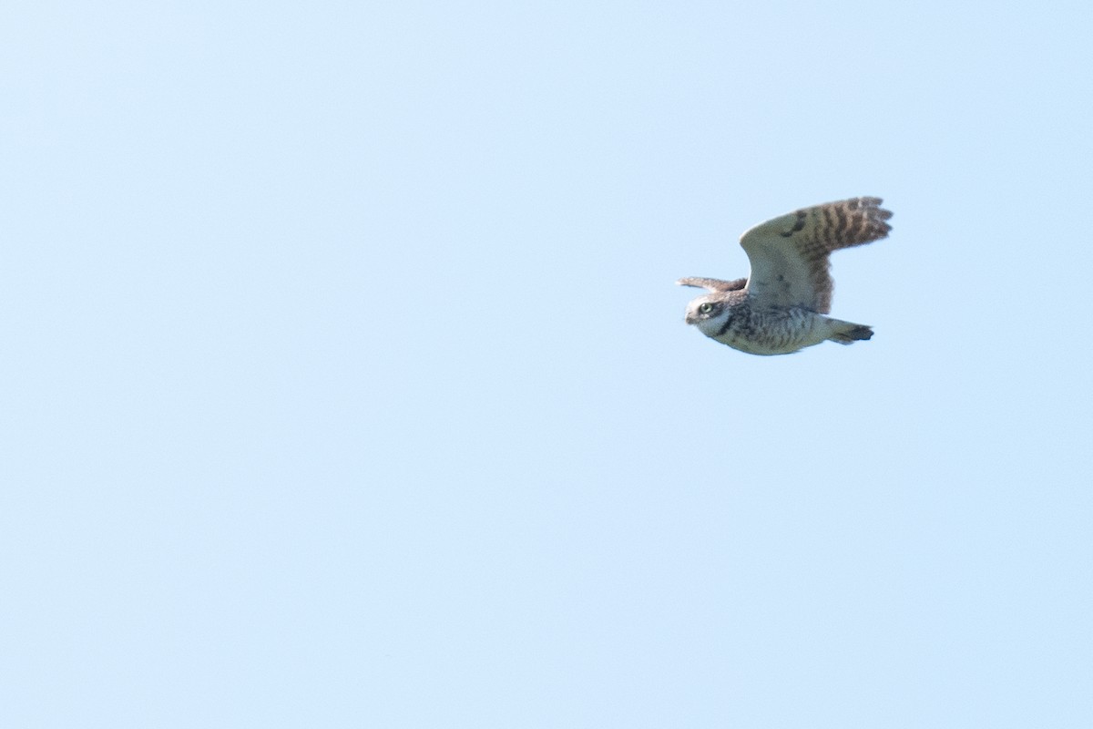 Burrowing Owl - ML620122159