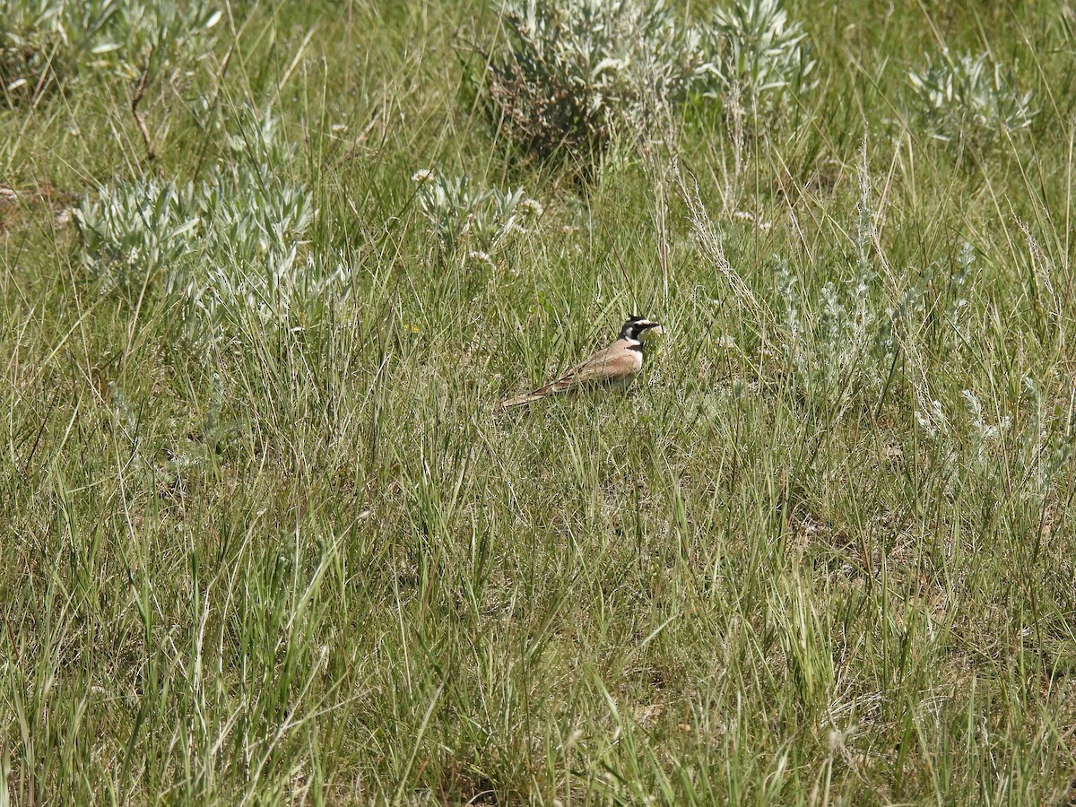 Horned Lark - ML620122183