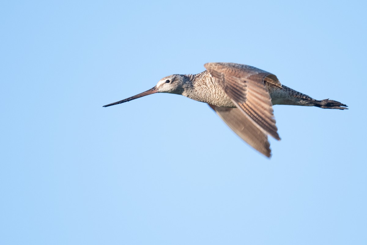 Marbled Godwit - ML620122184