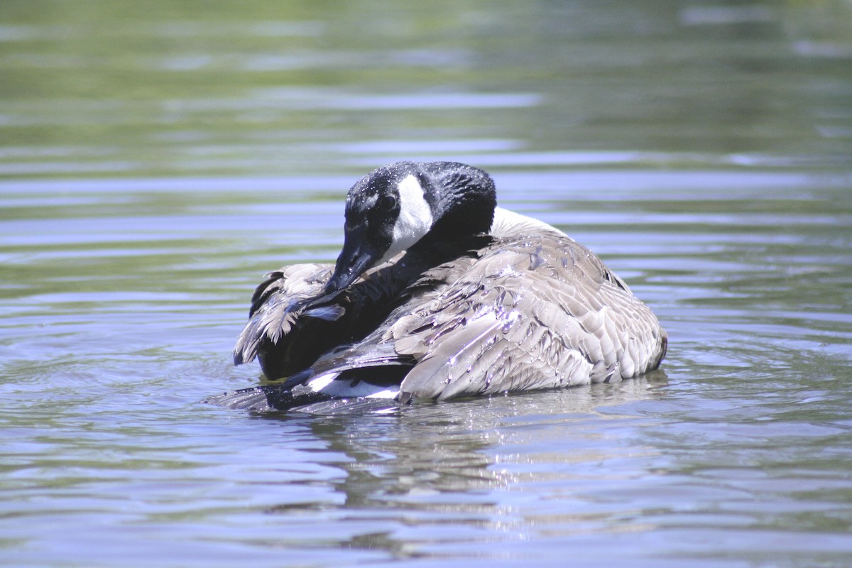 Canada Goose - ML620122199