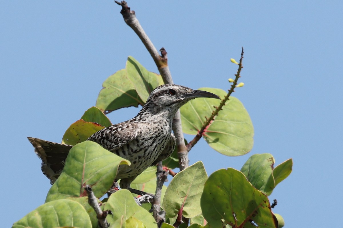 Yukatan Çıtkuşu - ML620122205