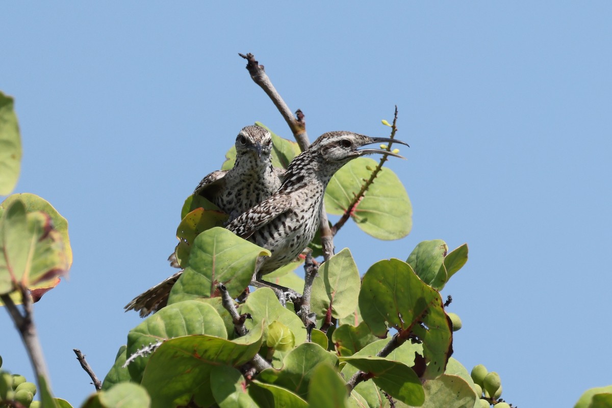Yukatan Çıtkuşu - ML620122206