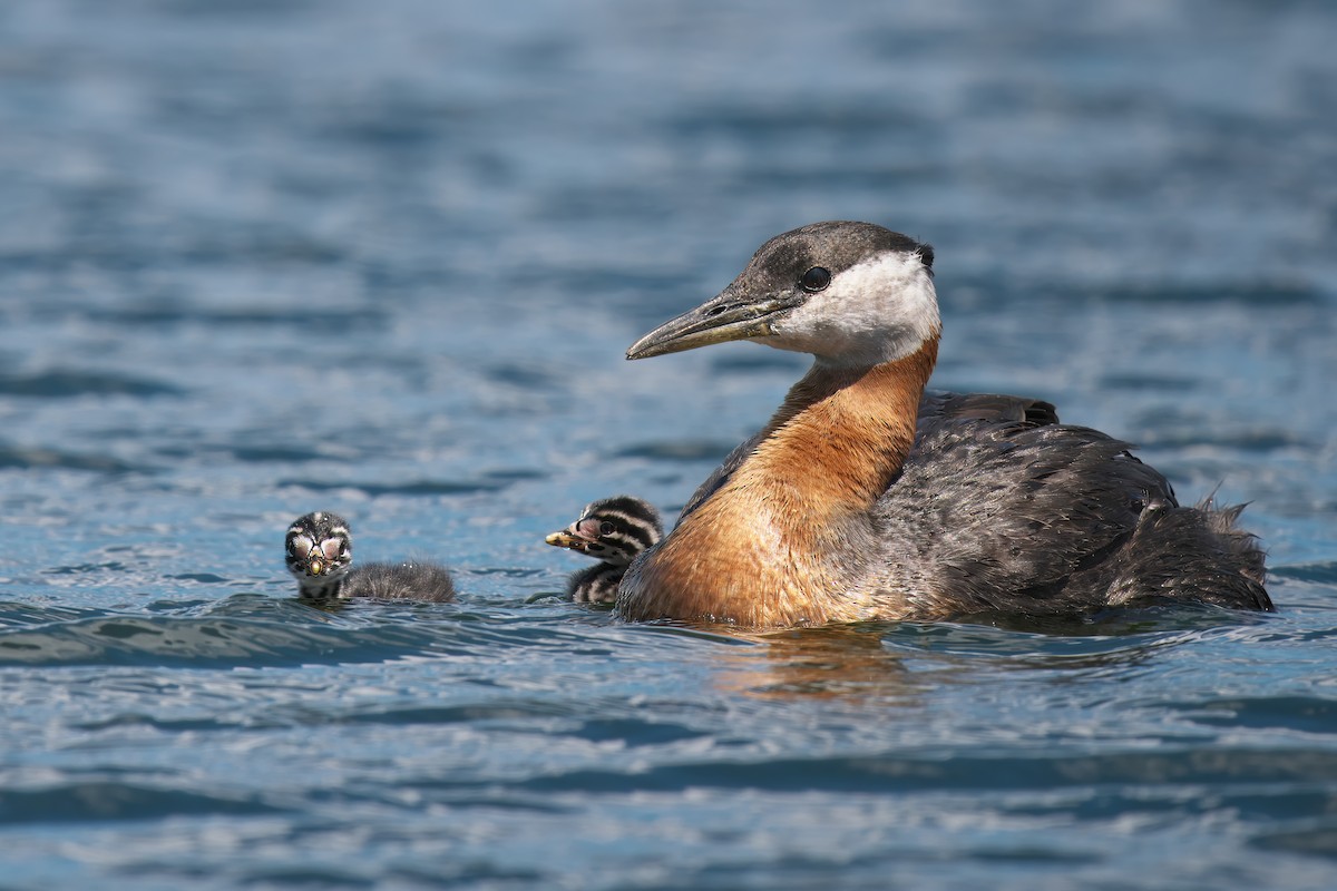 Red-necked Grebe - ML620122228
