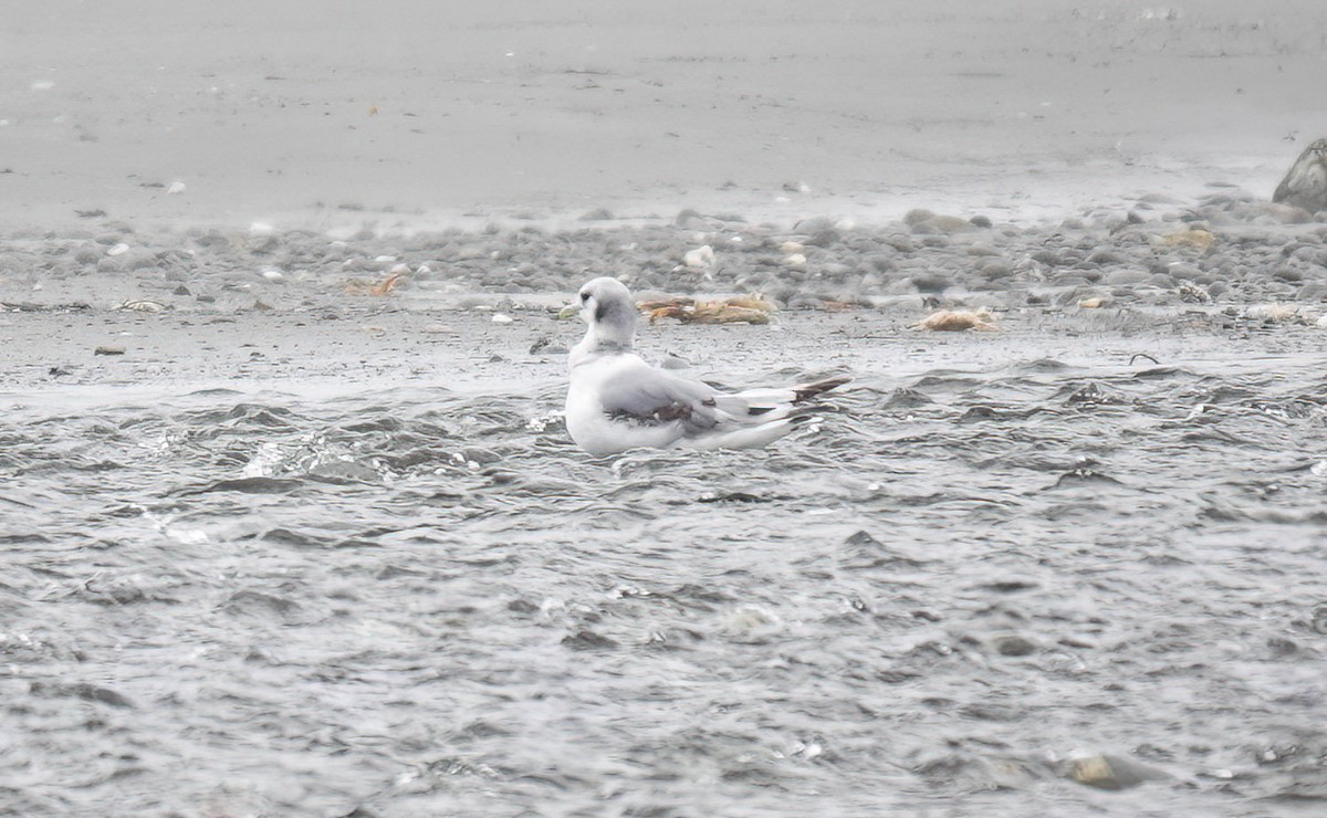 Mouette tridactyle - ML620122231
