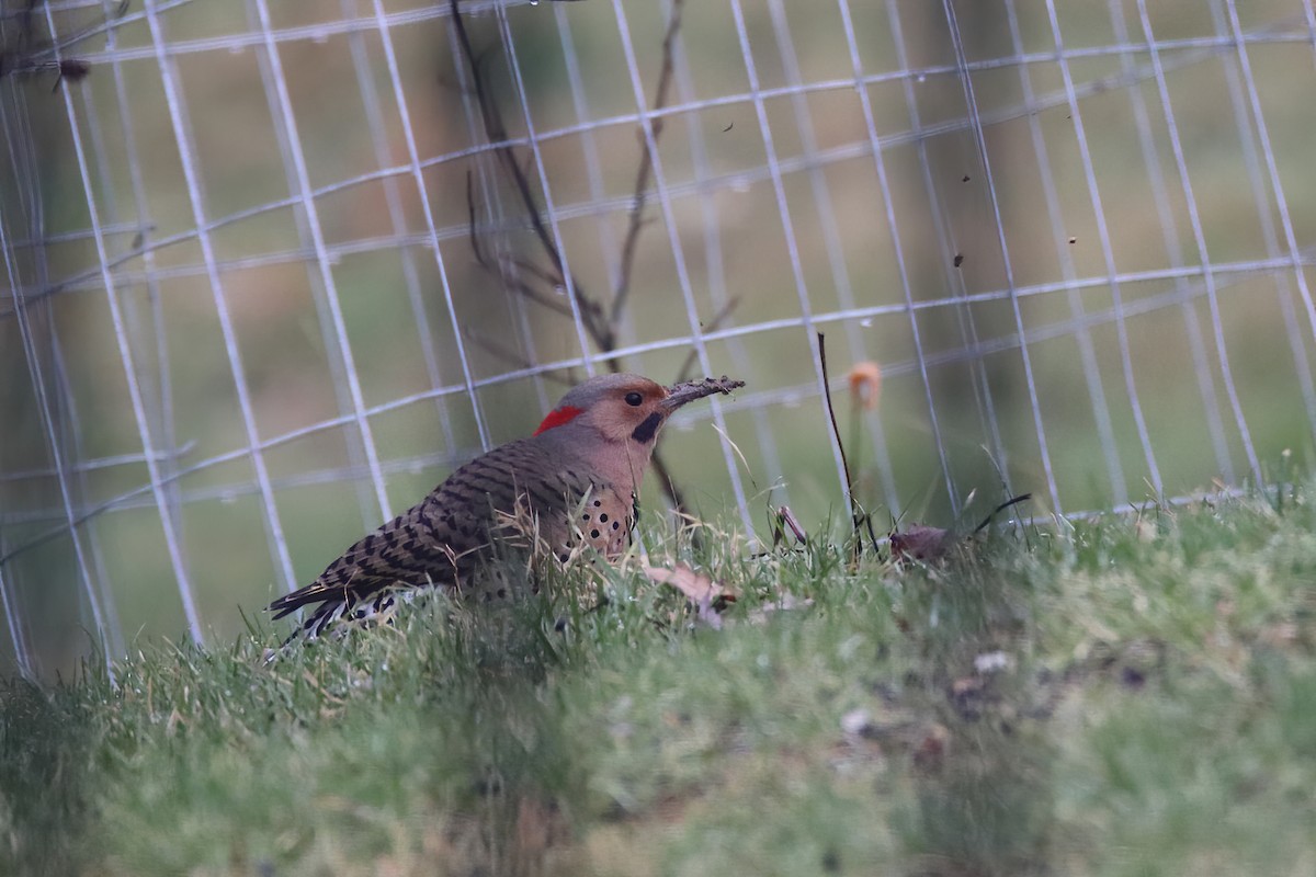 Northern Flicker (Yellow-shafted) - ML620122237