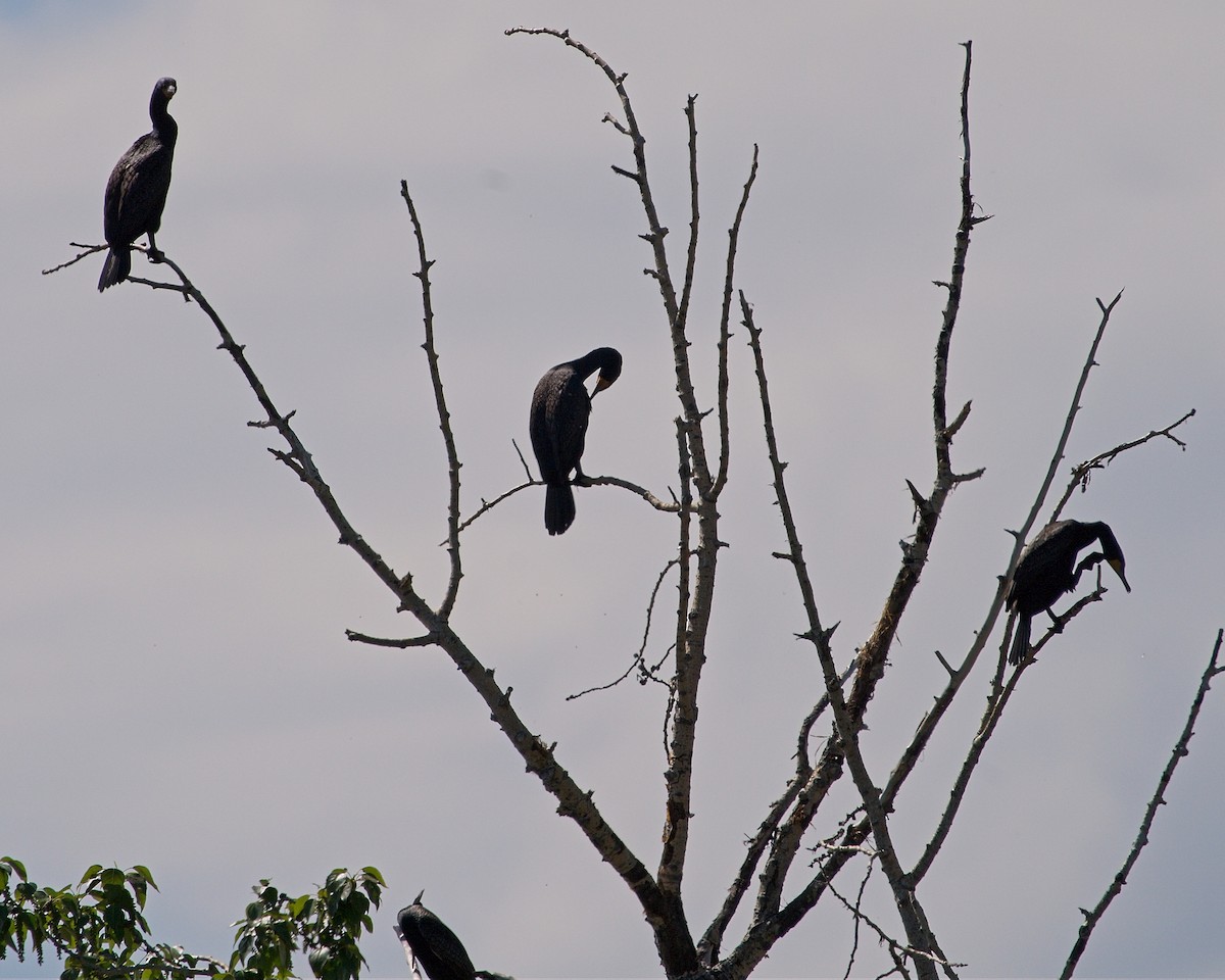 Cormoran à aigrettes - ML620122238