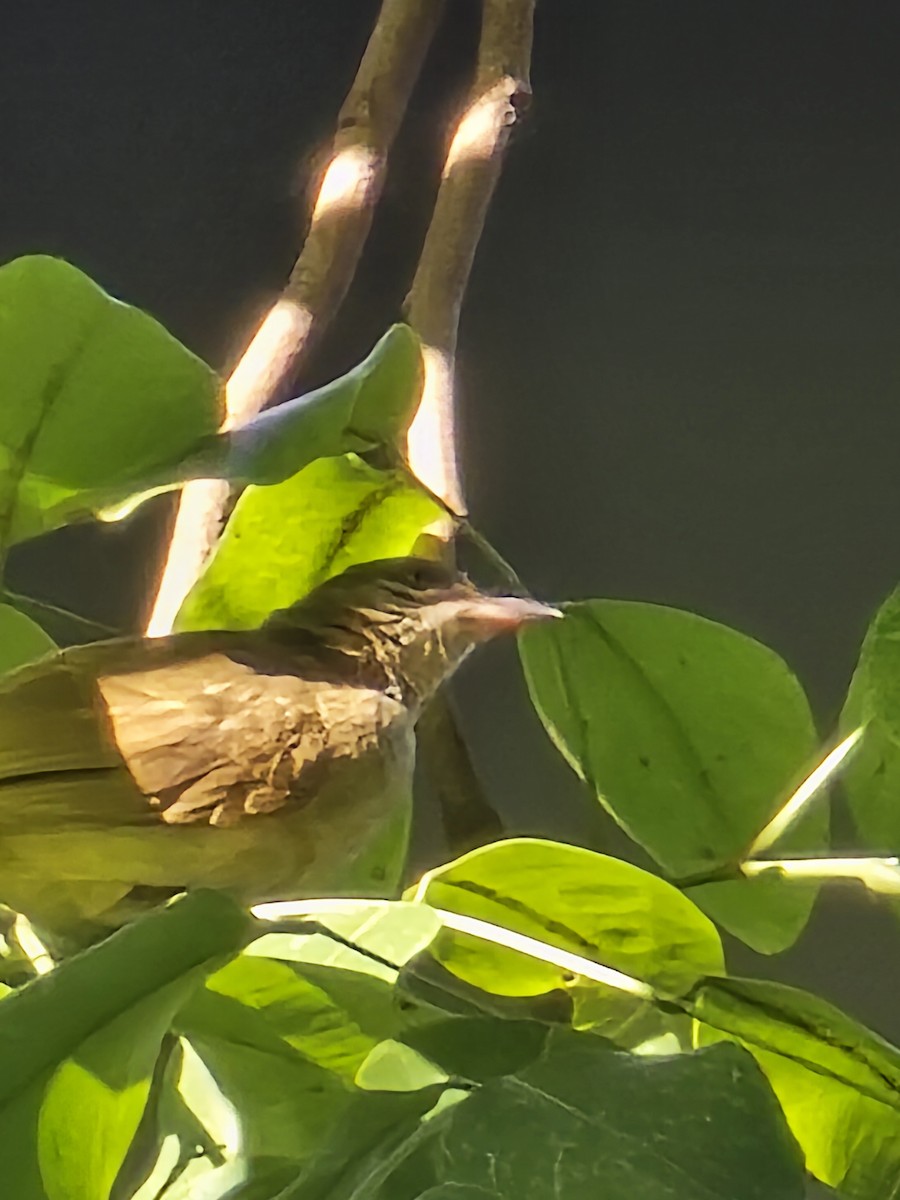 thrush sp. - ML620122245