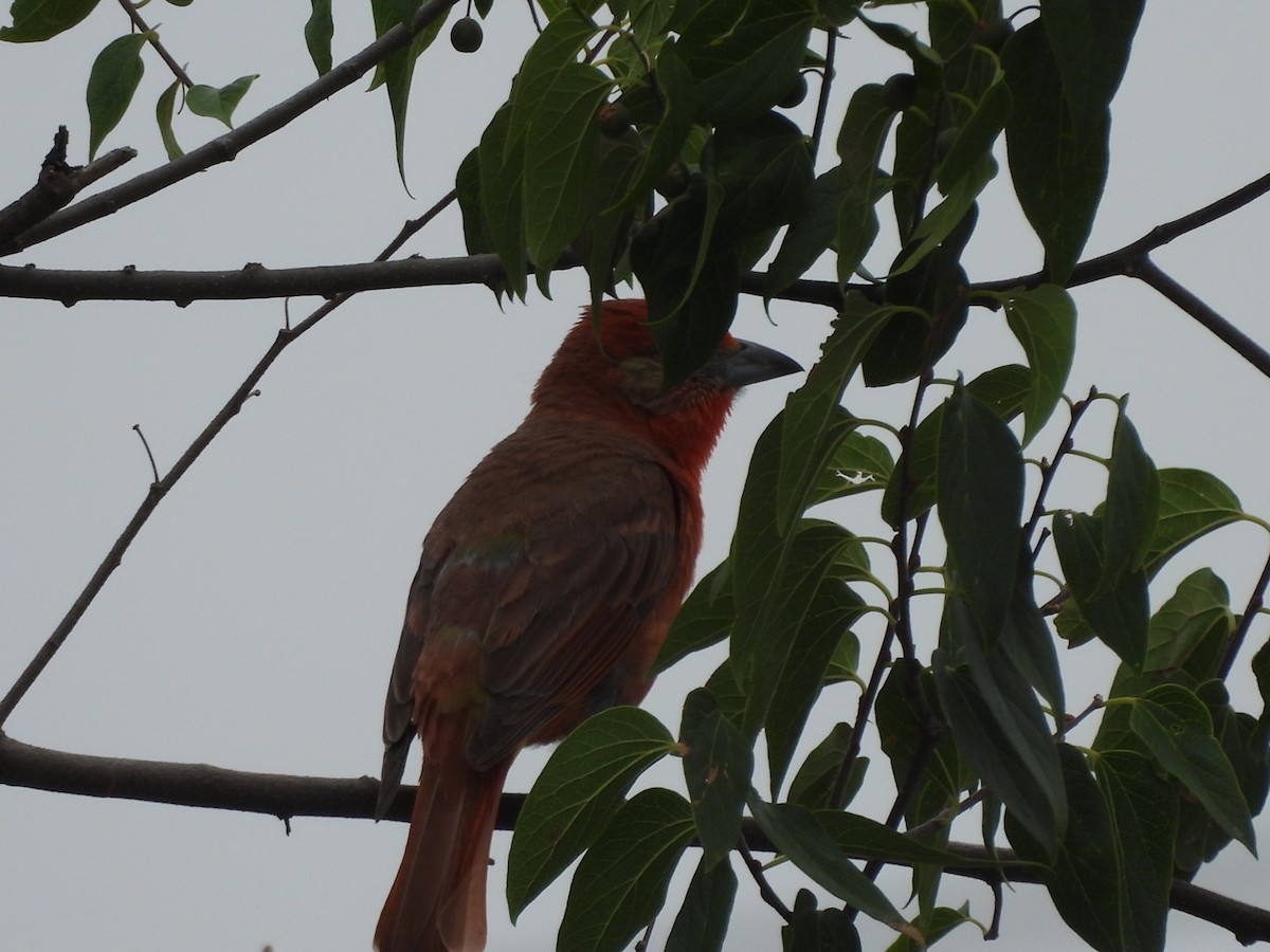 Hepatic Tanager - ML620122249