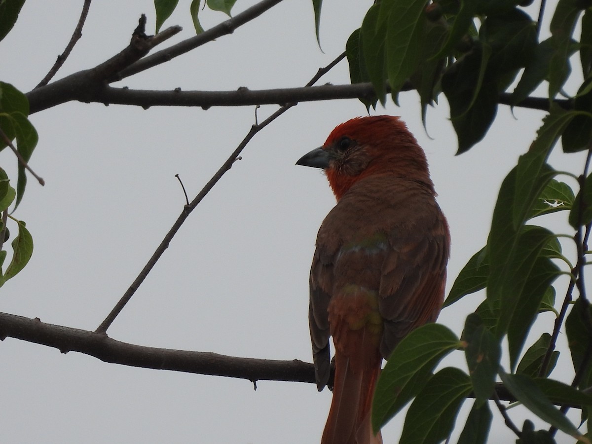 Hepatic Tanager - ML620122251