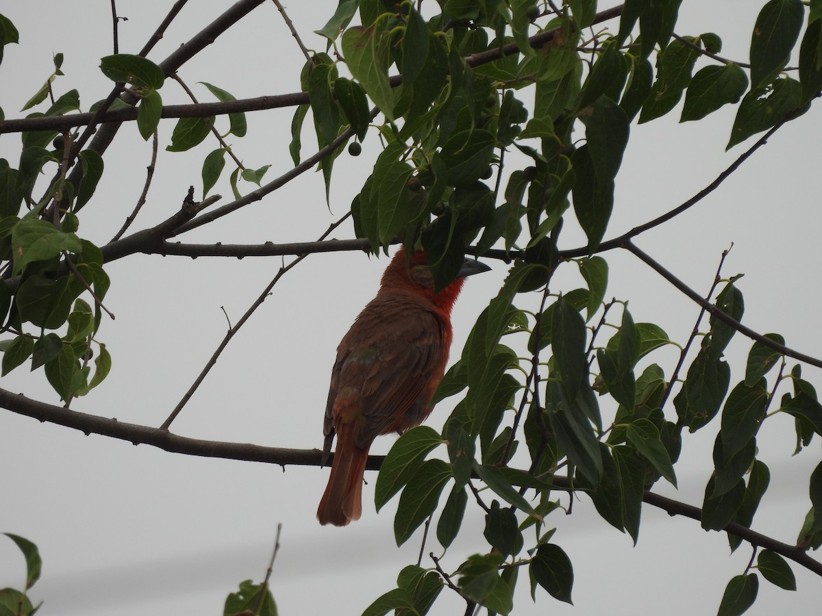 Hepatic Tanager - ML620122252