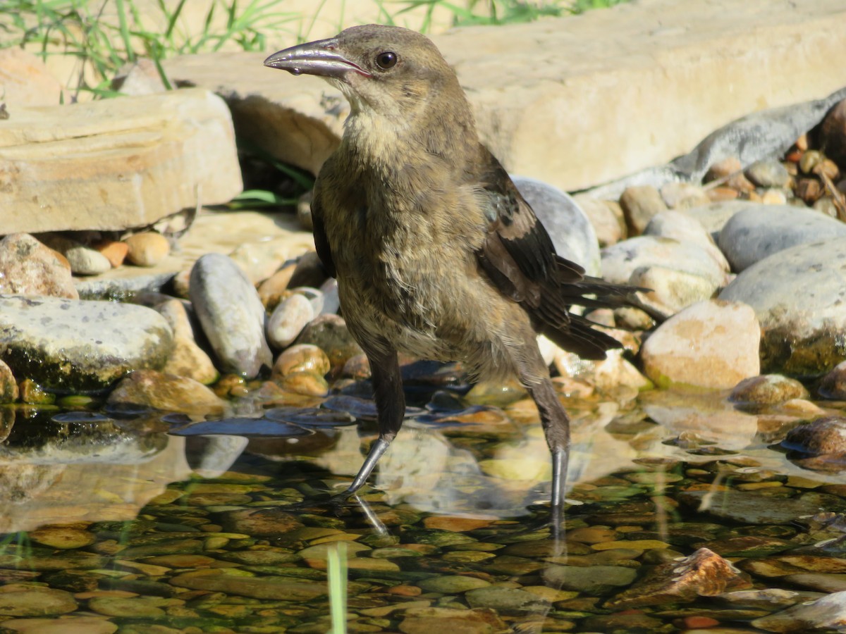 Great-tailed Grackle - ML620122253