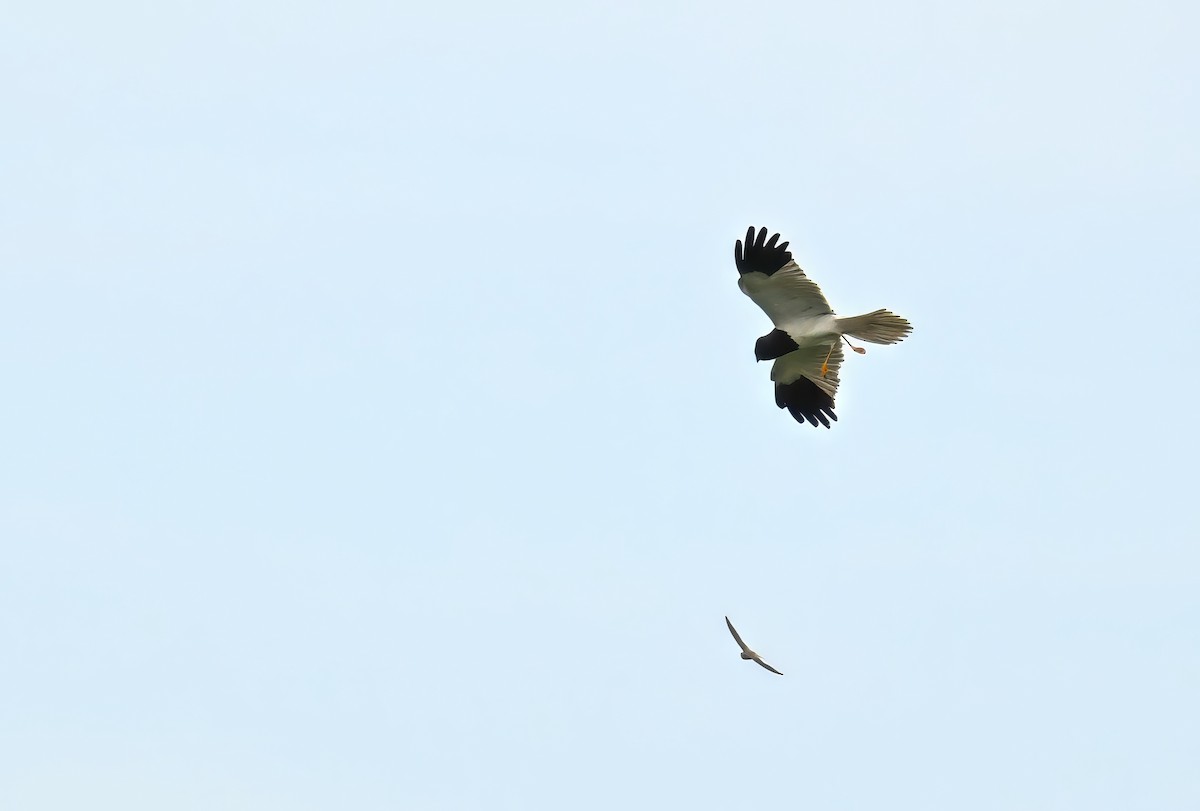 Pied Harrier - ML620122259