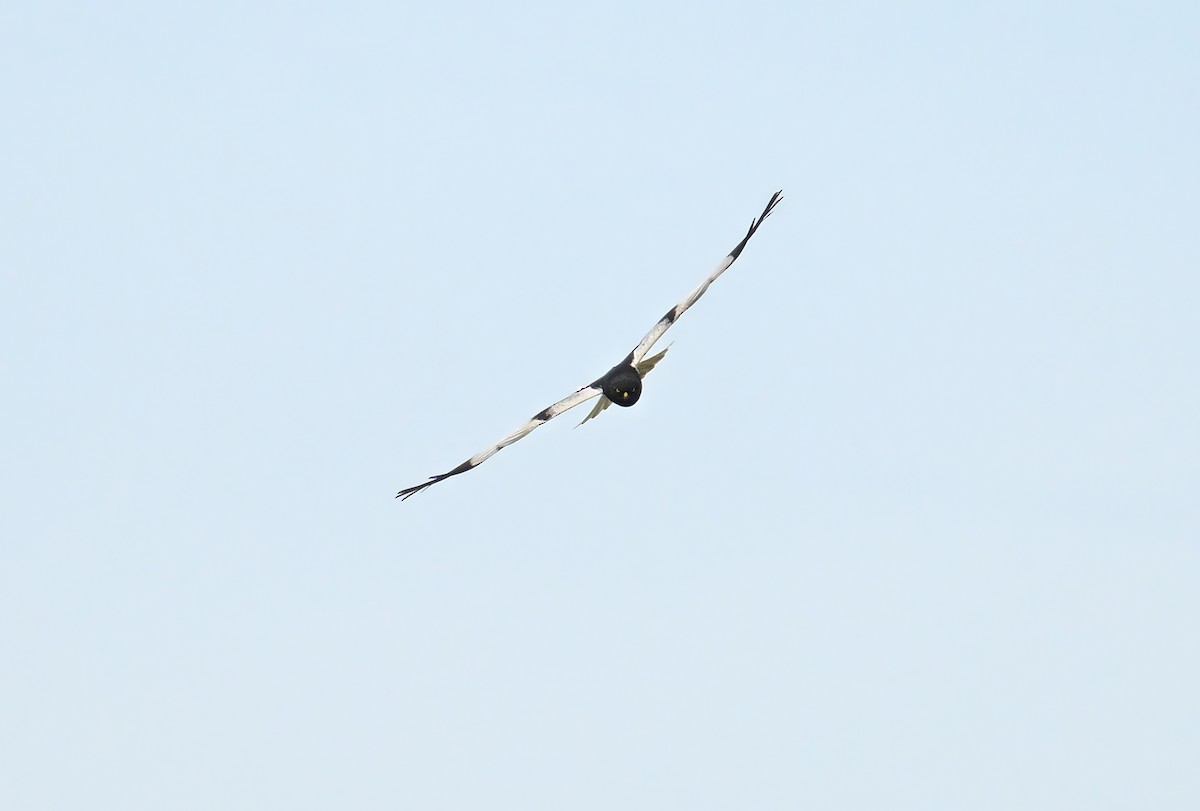 Pied Harrier - ML620122260