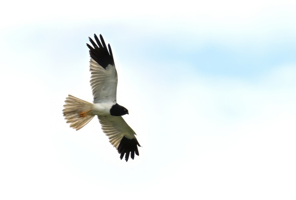 Pied Harrier - ML620122261