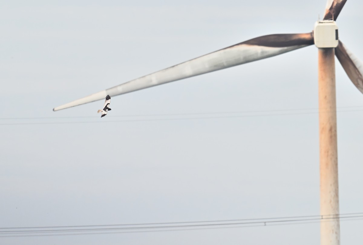 Pied Harrier - ML620122263