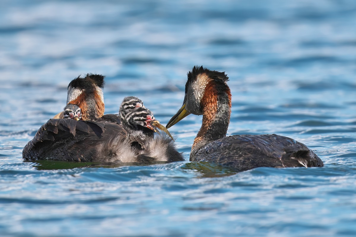 Red-necked Grebe - ML620122264