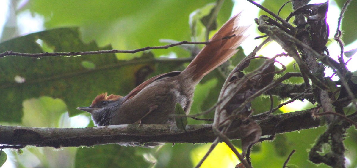Rufous-capped Spinetail - ML620122268