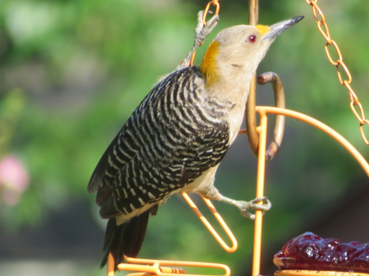 Golden-fronted Woodpecker - ML620122282