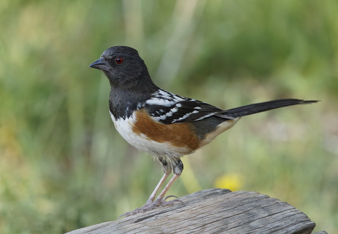 Spotted Towhee - ML620122304