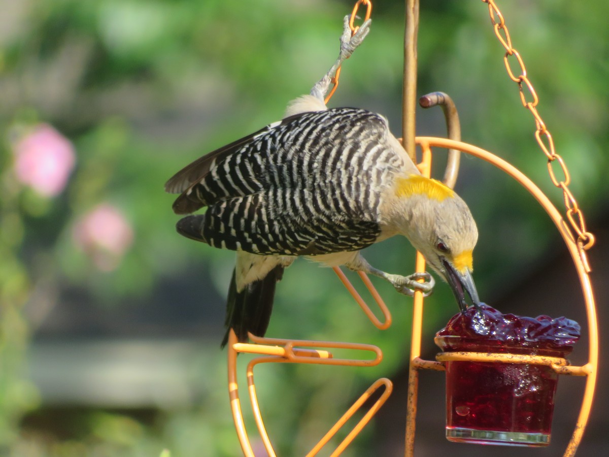 Golden-fronted Woodpecker - ML620122307