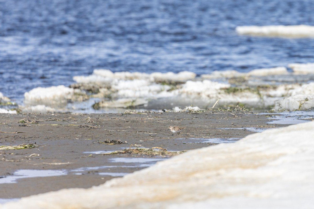 Temminck's Stint - ML620122310