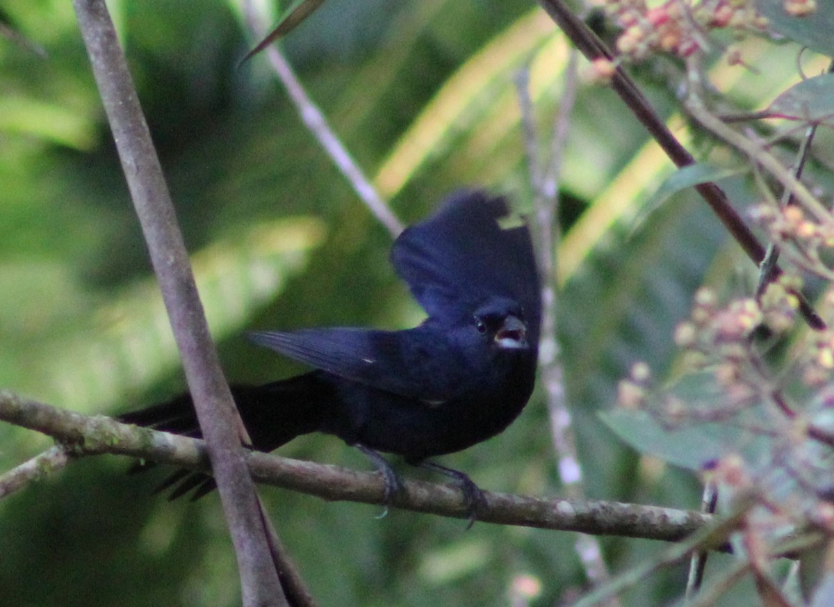 Ruby-crowned Tanager - ML620122344