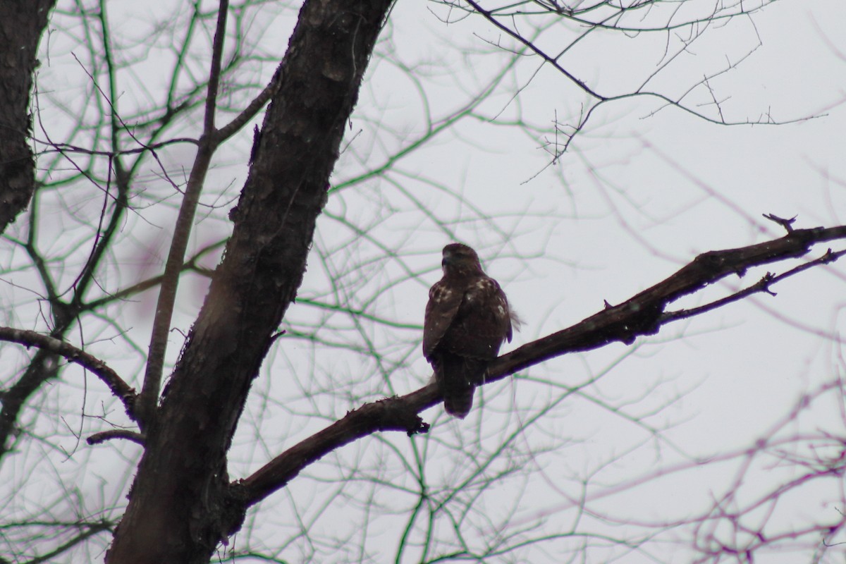 Red-tailed Hawk - ML620122346