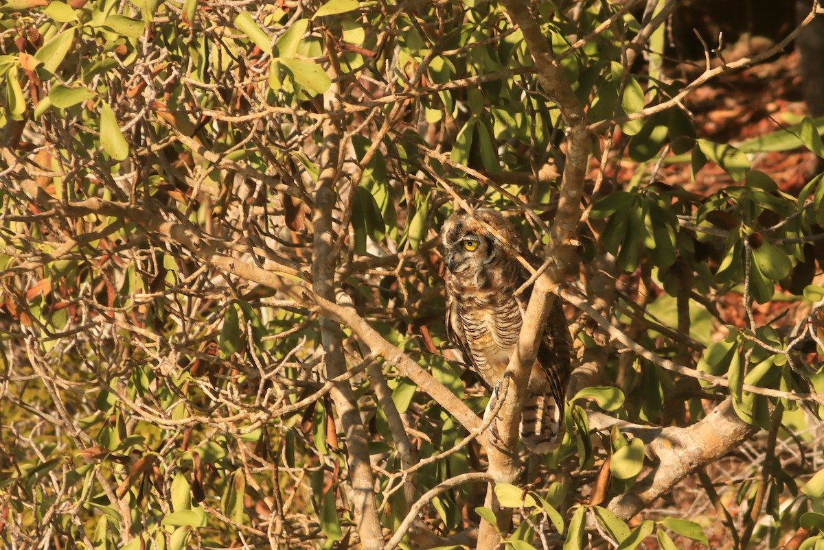 Great Horned Owl - ML620122356