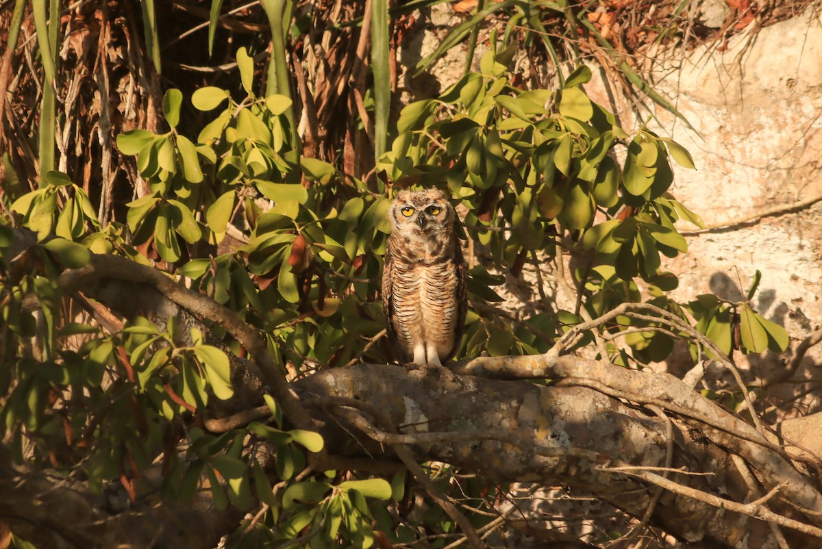 Great Horned Owl - ML620122363