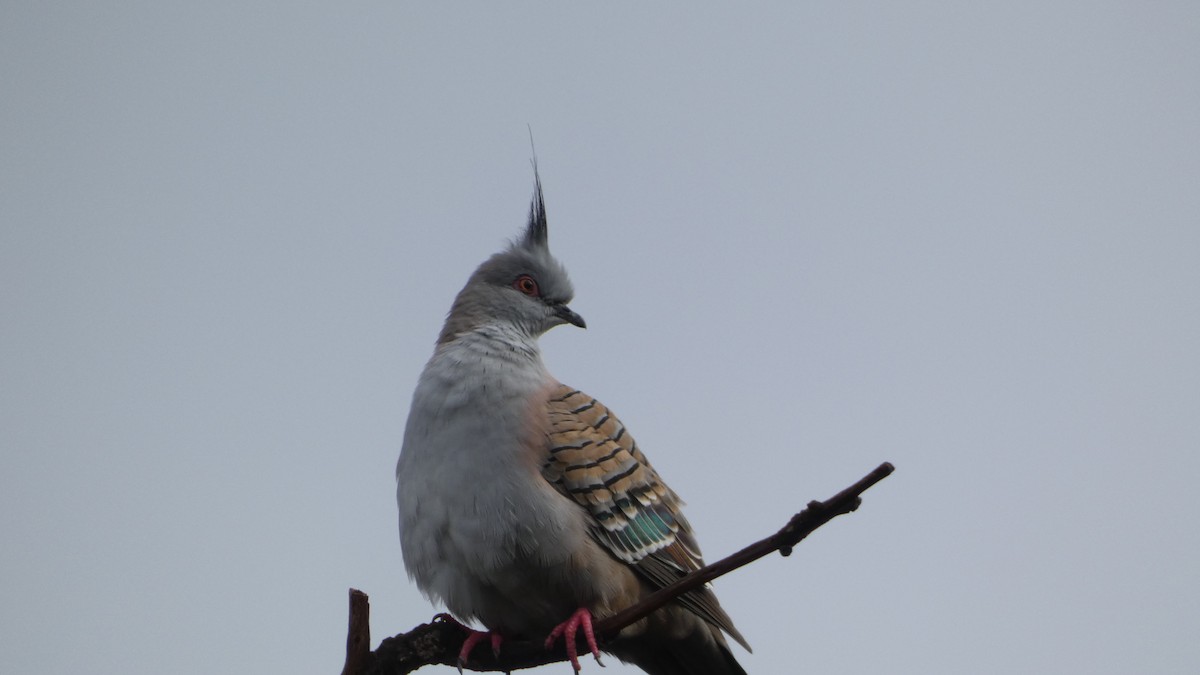Crested Pigeon - ML620122364