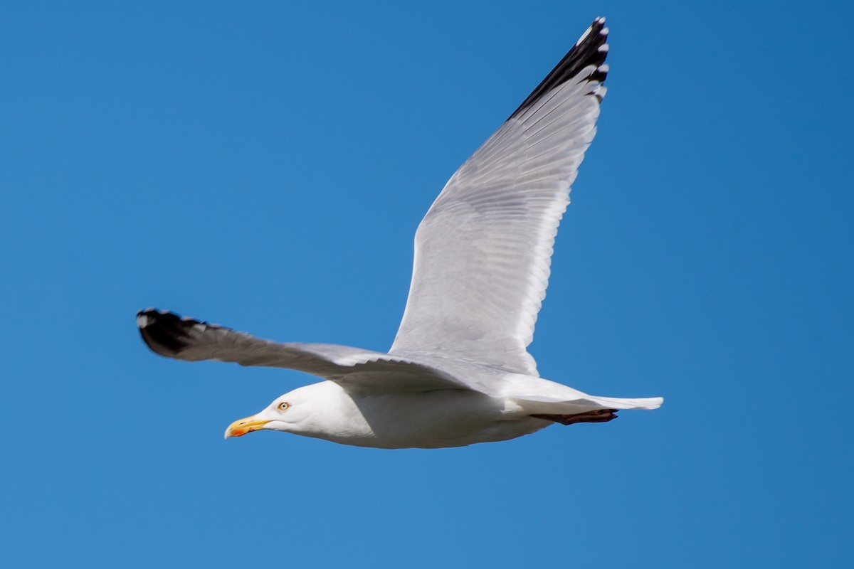 Herring Gull (European) - ML620122379