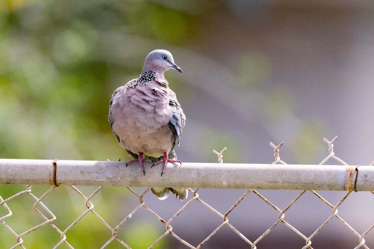 Spotted Dove - ML620122383